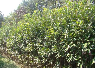 园林绿化公司 从创意设计到卓越施工的全方位服务