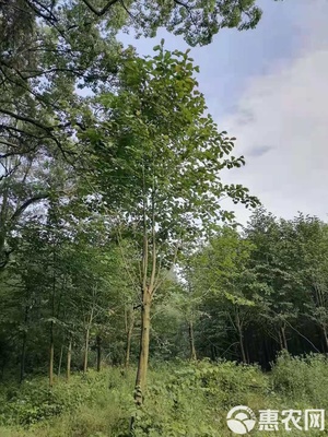 白玉兰价格解析 从单株成本到园林绿化工程设计施工全攻略