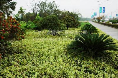 道路绿化 从设计到养护的全方位生态工程