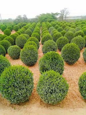 北方秋冬苗市行情预测 园林绿化设计与施工视角下的逆势苗木分析