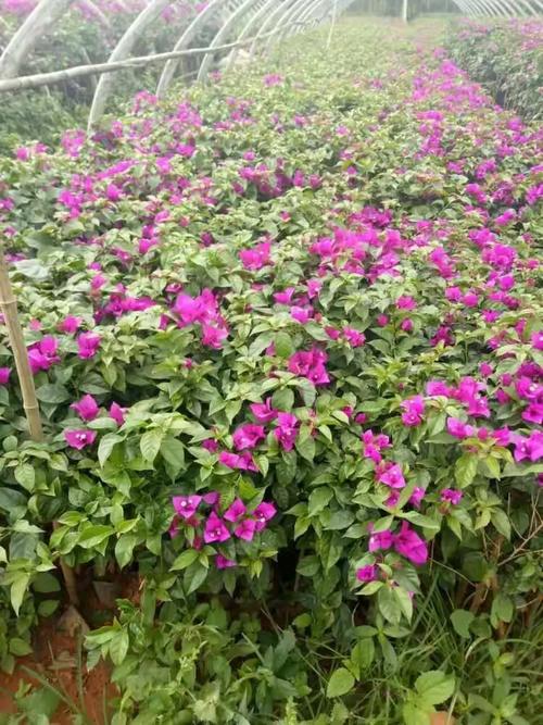 贵州鸿美园林:绿化苗木种植销售和绿化工程设计.施工.养护